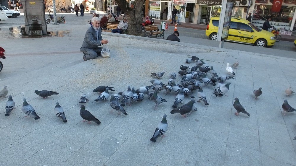 Burhaniye’de Güvercinler İlgi Odağı Oldu