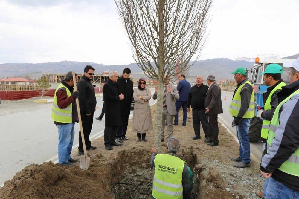 Erzincan Belediyesi Ağaçlandırma Çalışmalarına Devam Ediyor