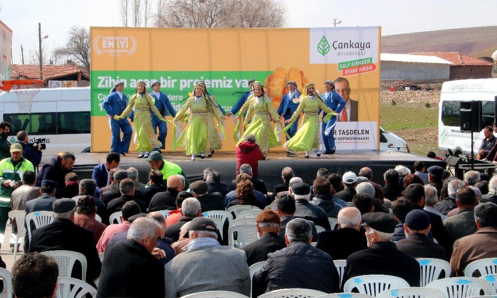 Ceviz Fidanları Toprakla Buluşuyor