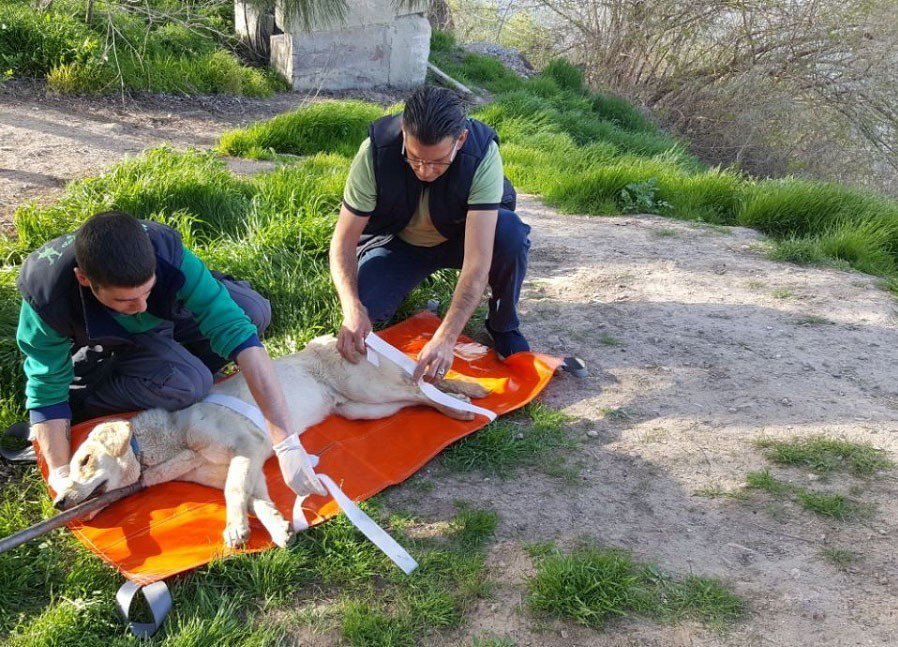 Suriye Sınırında Bulunan Yaralı Köpek Askerler Tarafından Kurtarıldı