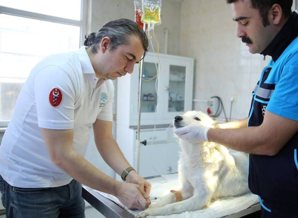 Nilüfer’den Can Dostlarına Beş Yıldızlı Sağlık Hizmeti