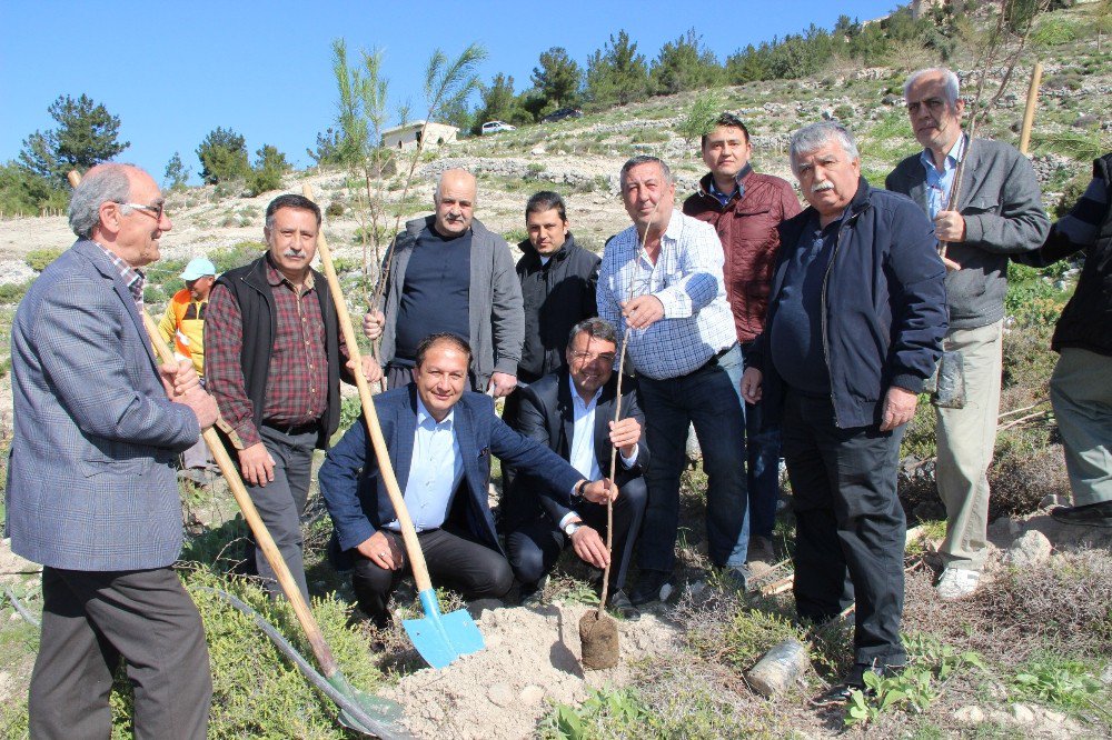 Silifke’de Mali Müşavirler Hatıra Ormanı Oluşturuldu