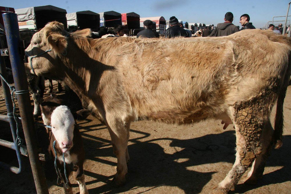 Afyonkarahisar’daki Besiciler Ucuz Karkas Dana Eti Satışının Hayvancılığı Bitireceğini Öne Sürdü