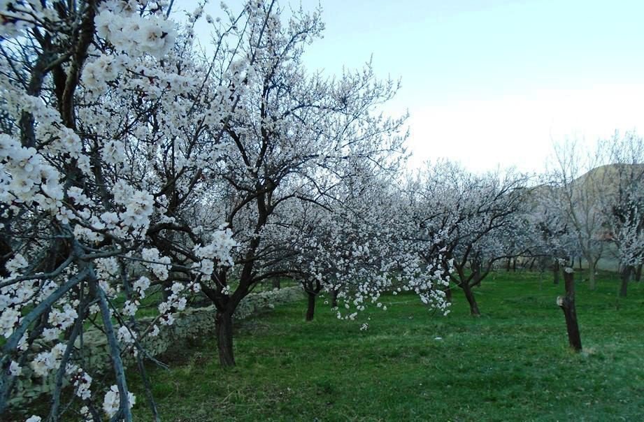 Kayısı Ağaçları Erken Çiçek Açtı