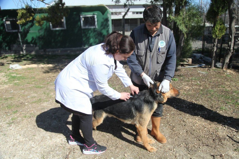 Odunpazarı Belediyesi’nden Ücretsiz Kuduz Aşısı