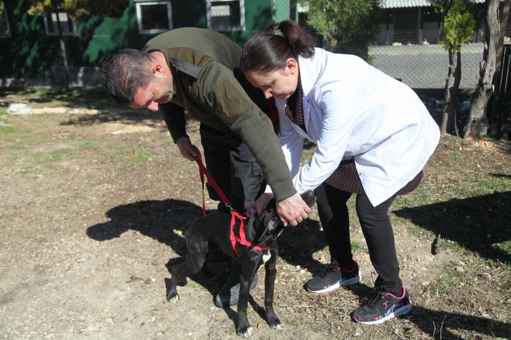 Odunpazarı Belediyesi’nden Ücretsiz Kuduz Aşısı