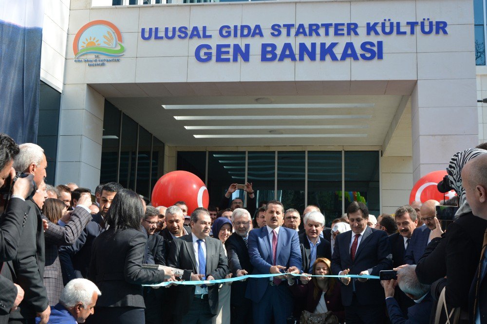 Bu Bankayla Sütün Genetik Yapısı Gelecek Nesillere Aktarılacak