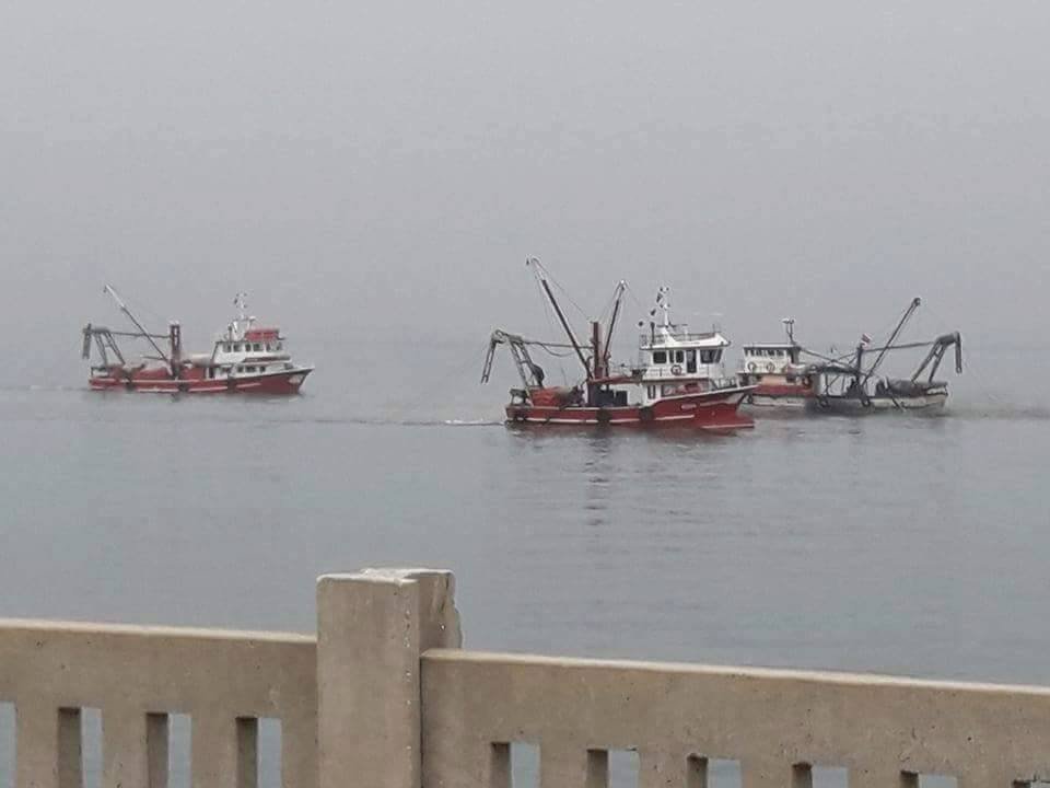 Cideli Çevreciler, Kum Mideyesi Avcılığına Tepki Gösterdi