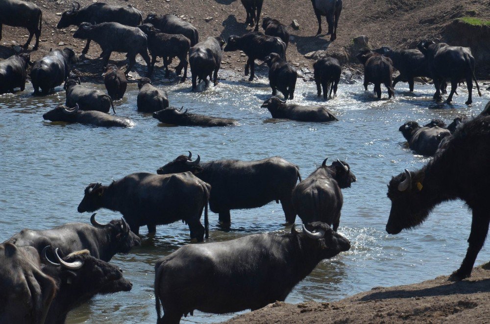 Serengeti Değil Balıkesir