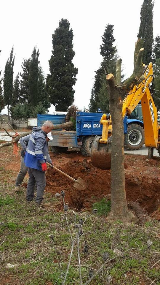 Akçakoca’da Peyzaj Düzenleme Çalışmaları Yoğunluk Kazandı