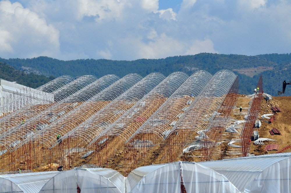 Sebze Meyve İhracatındaki Kriz, Muz Üreticisine Yaradı