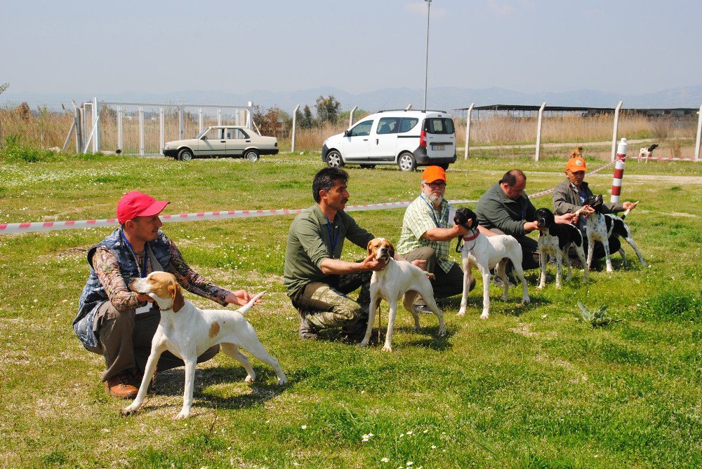 Aydın’da Köpekler Podyuma Çıktı