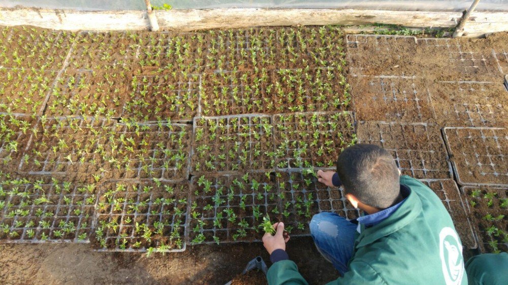 400 Bin Adet Mevsimlik Çiçek Seralarda Yetişiyor