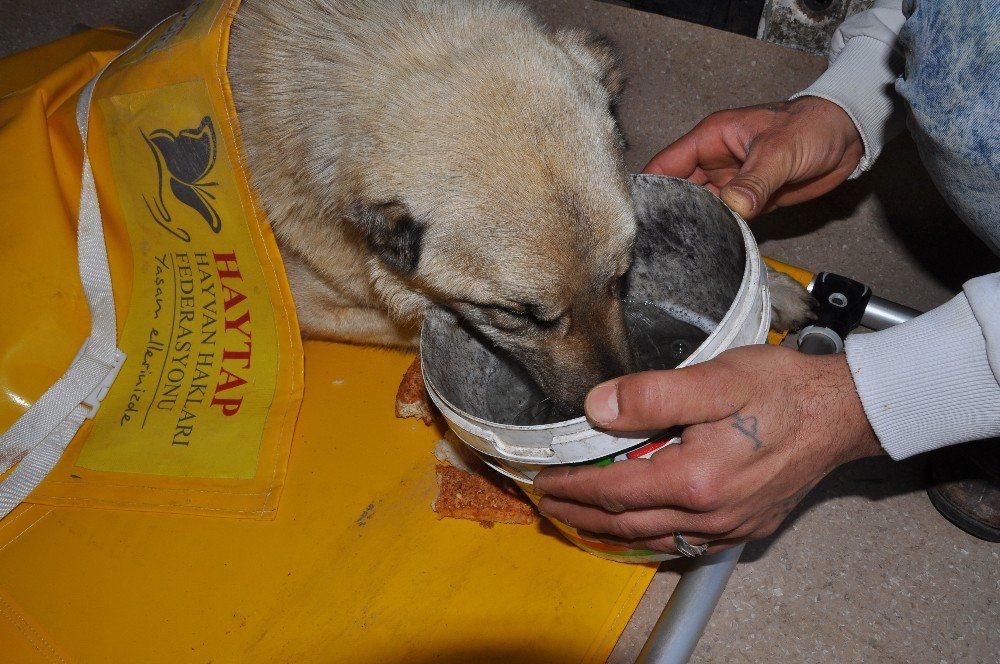 Öğrenci Servisi Köpeğe Çarptı