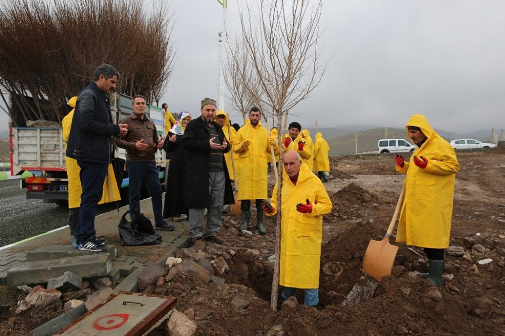 Iğdır Üniveristesi Suveren Kampüsü Ağaçlandırılıyor