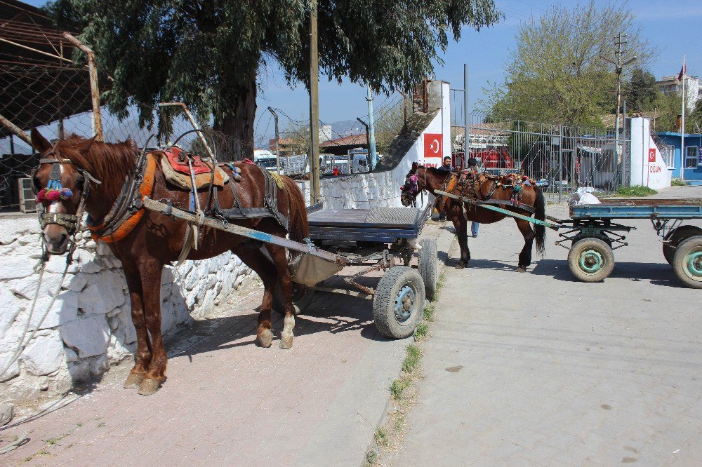 İncirliovalı At Arabacıları Dert Taşımaya Başladı