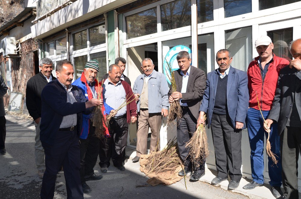 Büyükşehir Darende’de Fidan Dağıttı