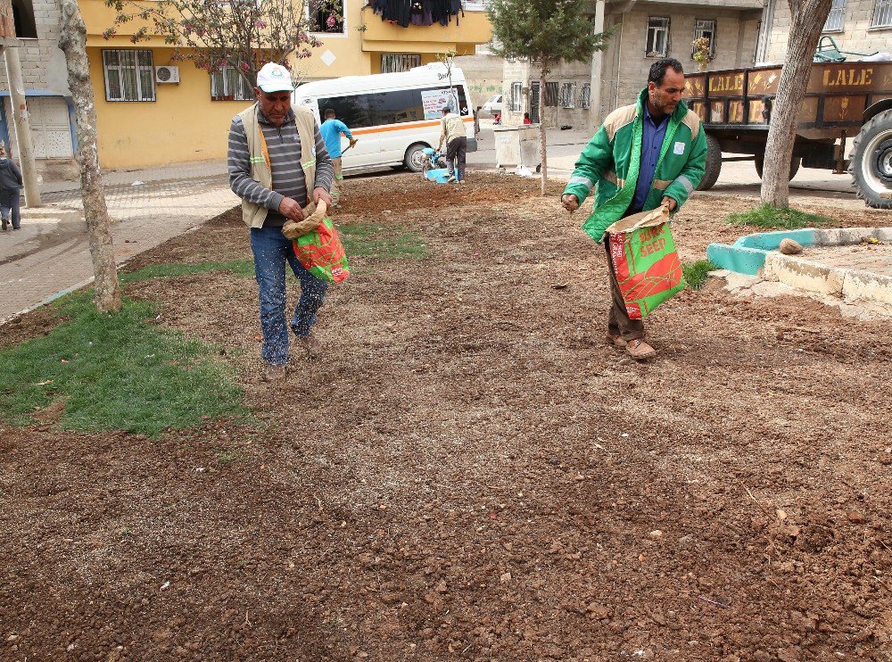 Haliliye’deki Parklarda Mevsimsel Çalışmalar Devam Ediyor