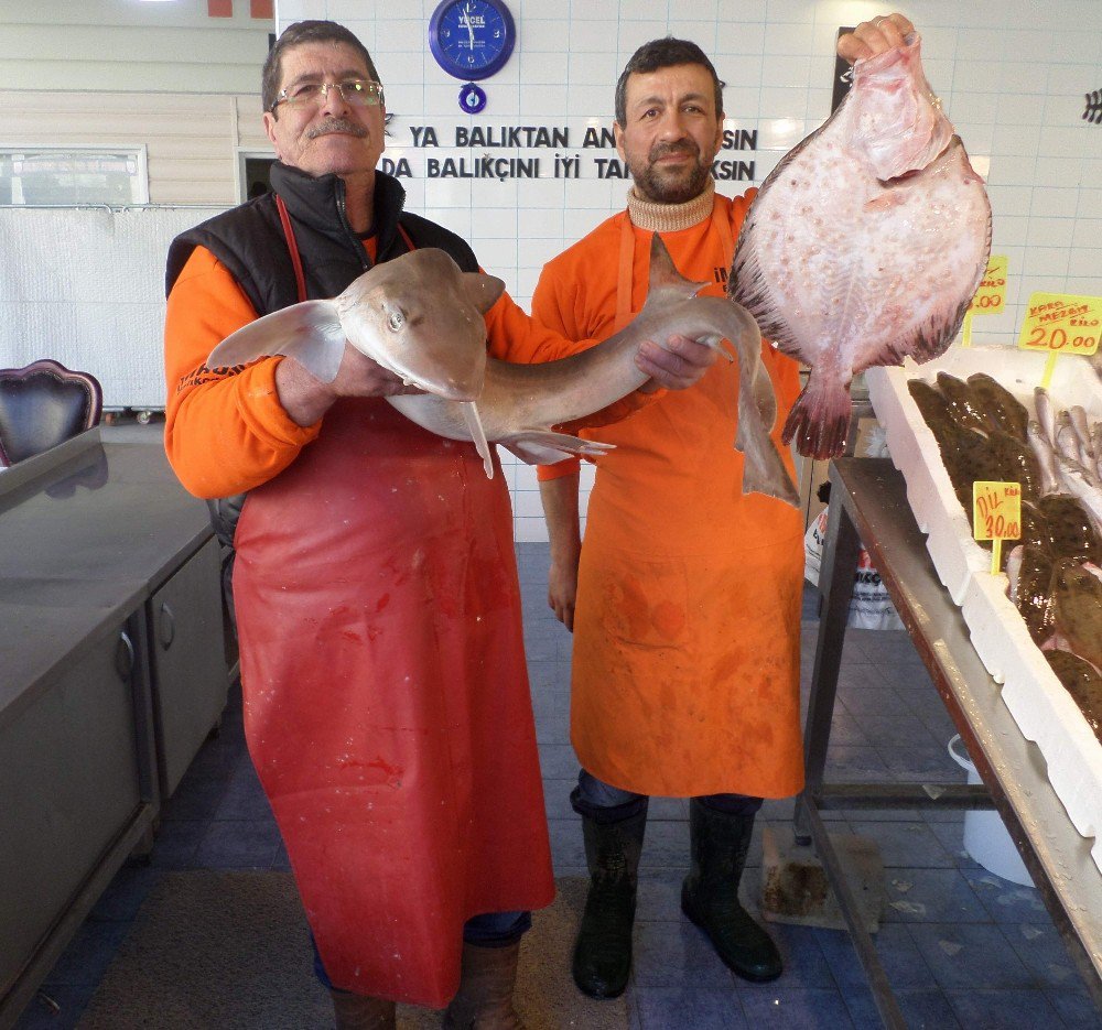 Marmara Denizinde Ağlara Köpek Balığı Takıldı