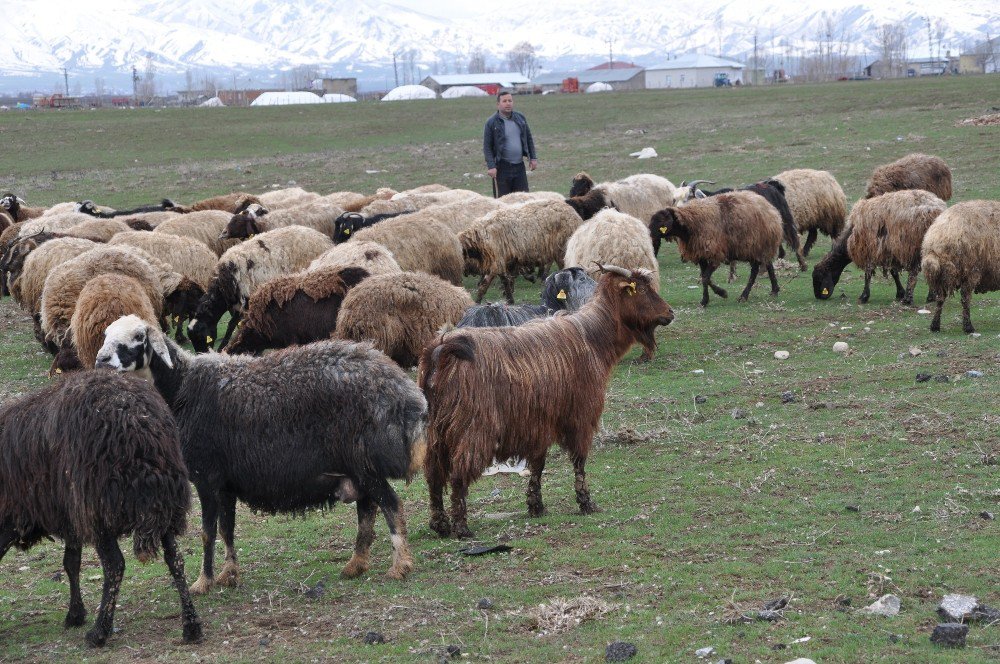 Muş’ta 6 Bin Tl Maaşla Çoban Aranıyor