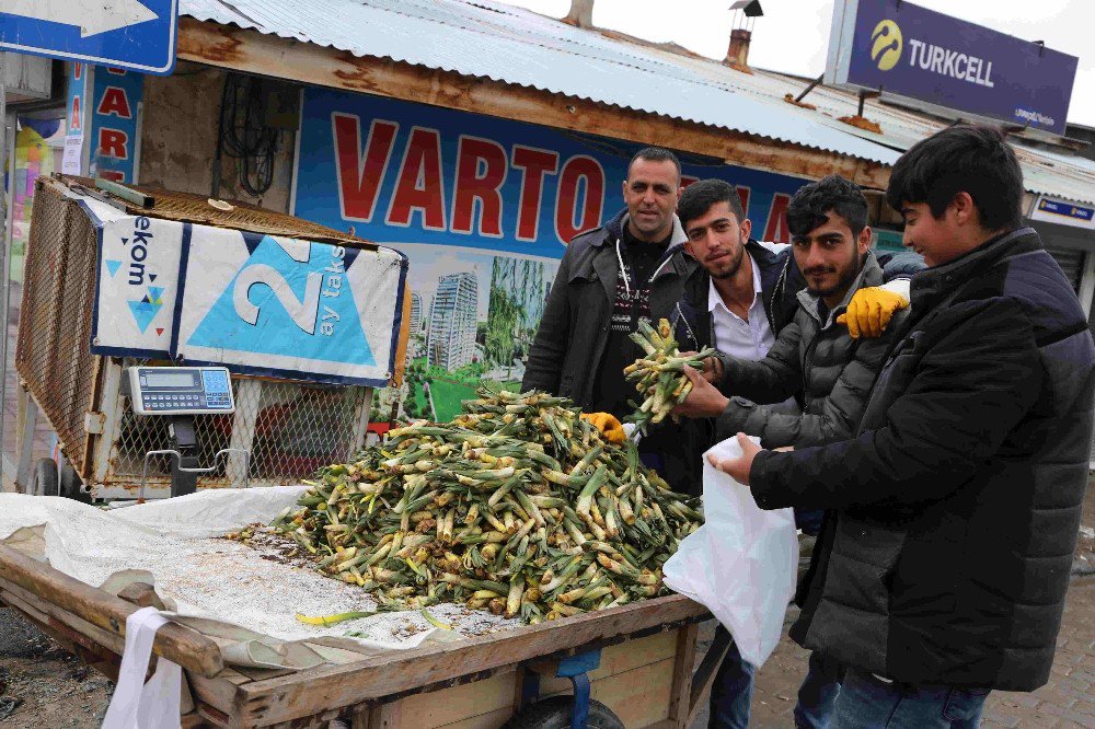 Baharın Müjdeleyicisi Gülbahar Bitkisi Çıktı