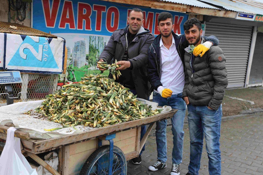 Baharın Müjdeleyicisi Gülbahar Bitkisi Çıktı