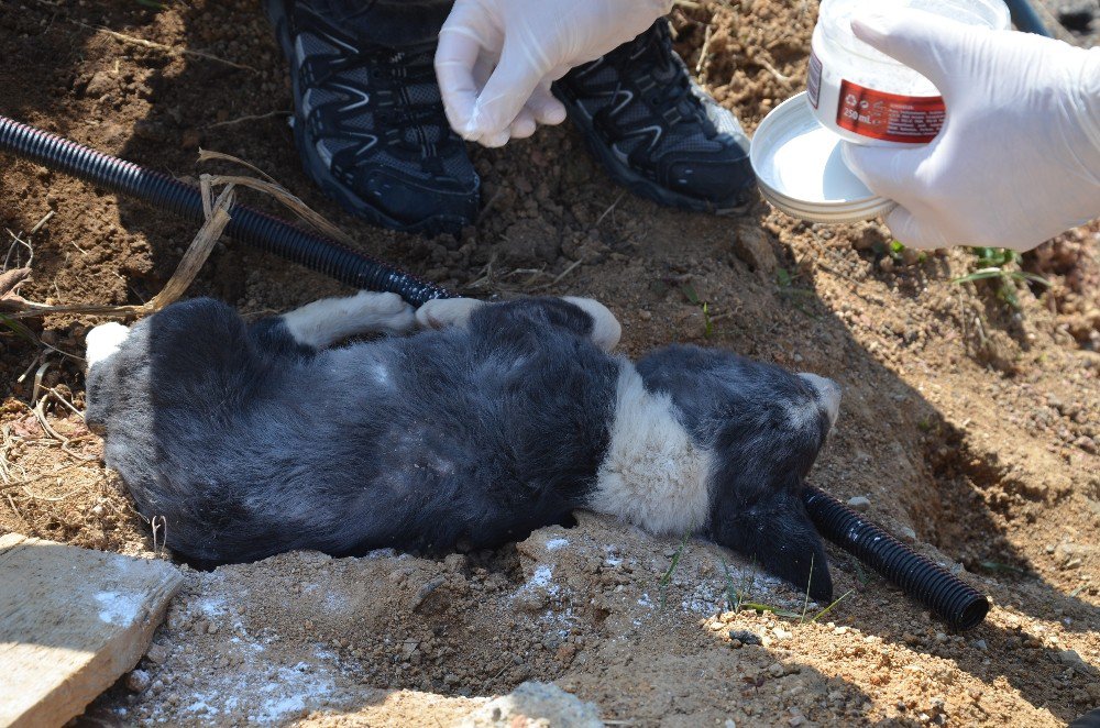 Polis, Yaralı Köpeğe Sahip Çıktı