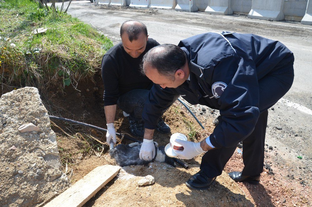 Polis, Yaralı Köpeğe Sahip Çıktı