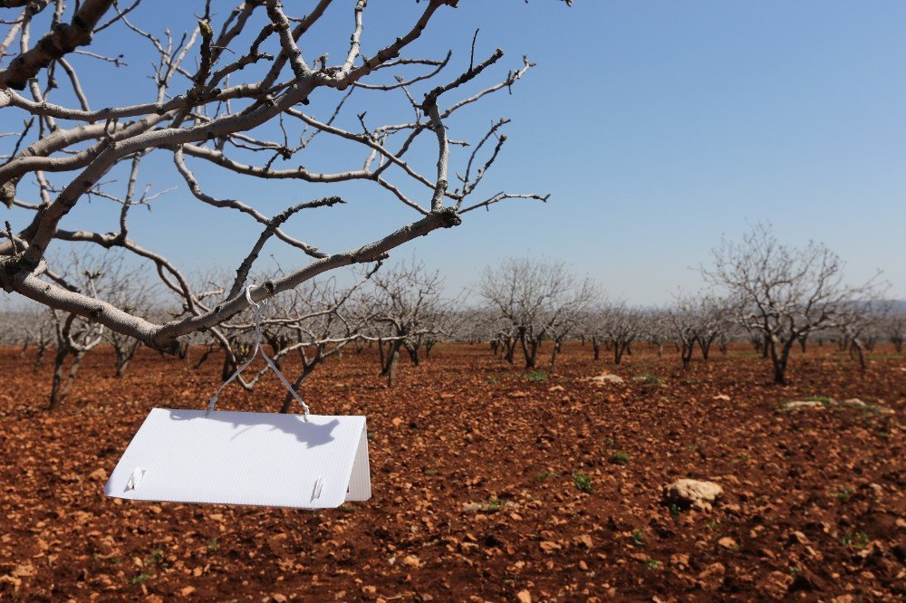 2 Bin Fıstık Üreticisine “Feromon Tuzaklama”