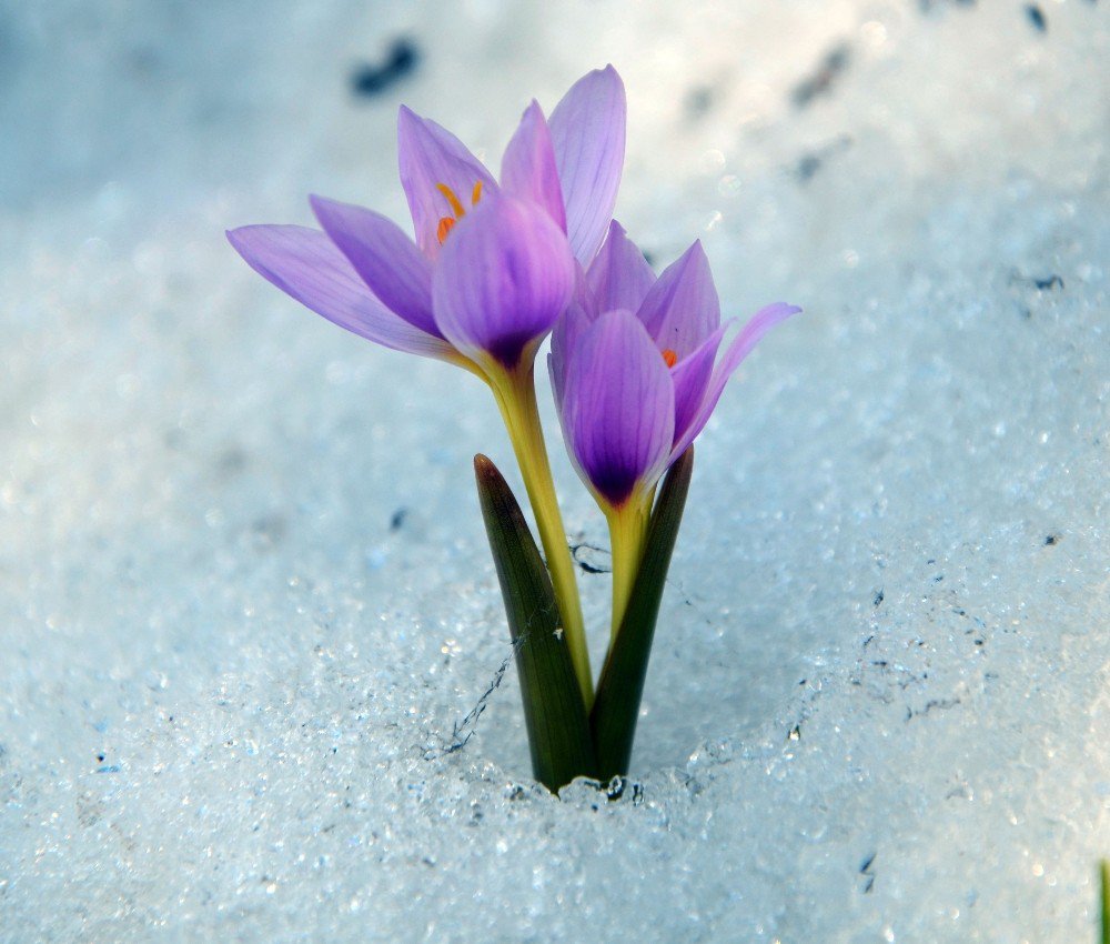 Baharın Müjdecisi Kardelenler Açtı