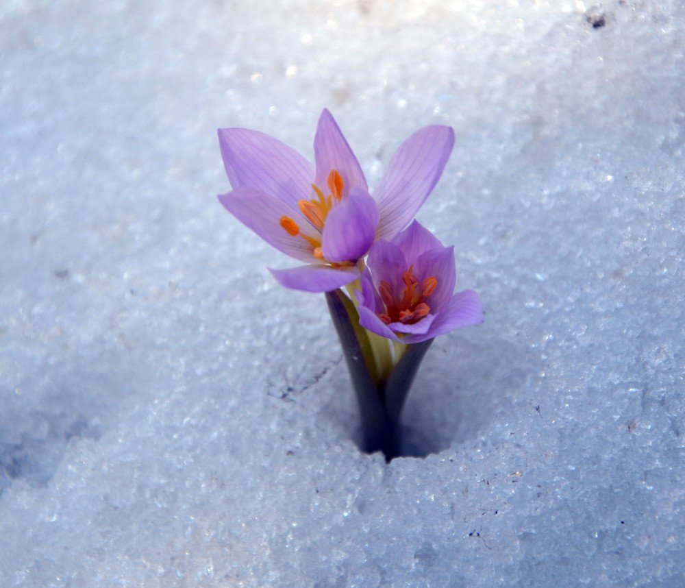 Baharın Müjdecisi Kardelenler Açtı