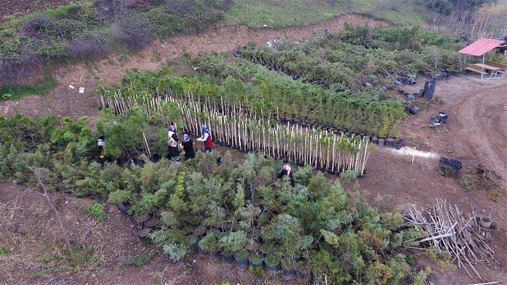 Başiskele’de Çevre Düzenlemesi Ve Peyzaj Çalışması