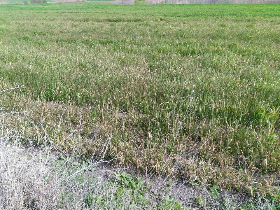 Edirne Çiftçisini Endişe Sardı