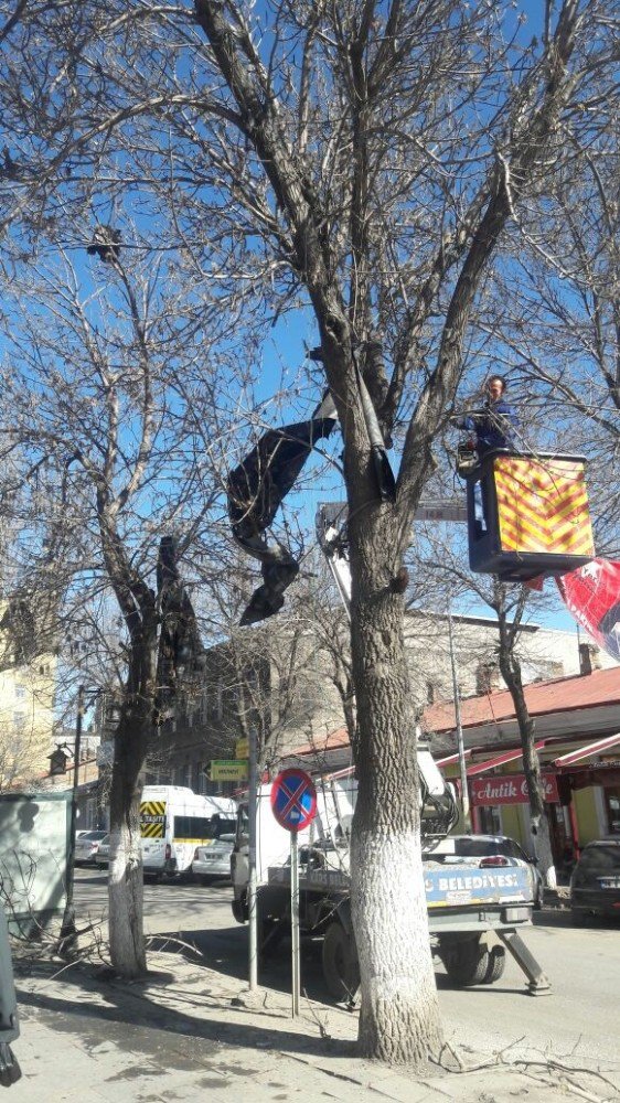 Kars Belediyesi Ağaçları Buduyor