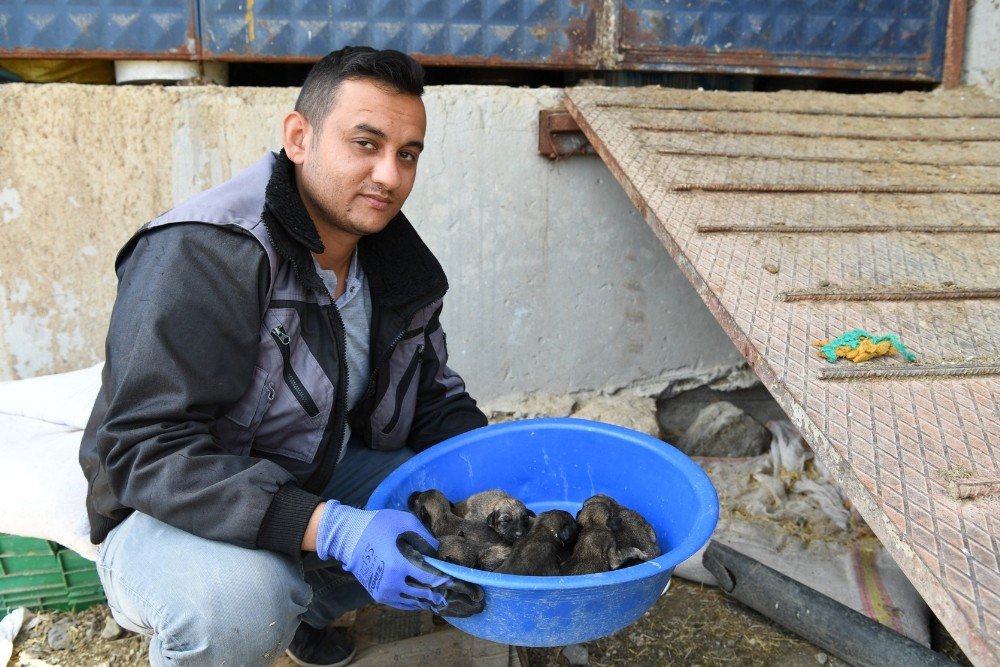 Konyaaltı Belediyesi 7 Yavrulu Köpeğe Sahip Çıktı