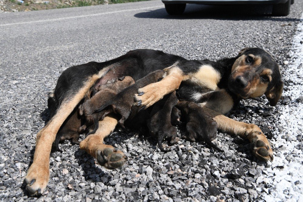 Konyaaltı Belediyesi 7 Yavrulu Köpeğe Sahip Çıktı