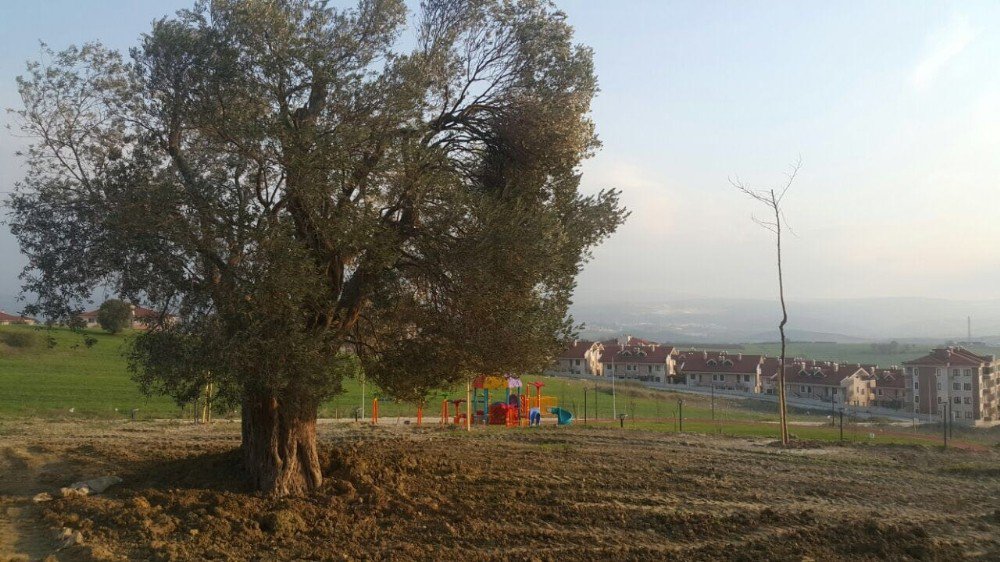 Asırlık Zeytin Ağaçları Yeni Yerlerine Taşındı
