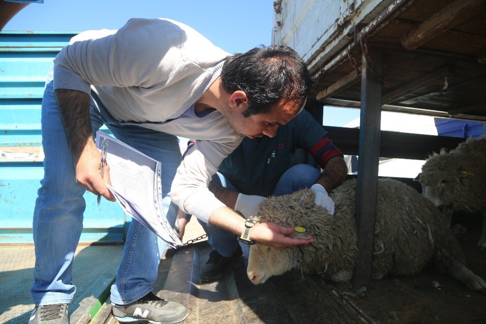 Silopi’de 24 Genç Çiftçiye 960 Küçükbaş Hayvan Dağıtıldı