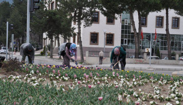 Simav’da 30 Bin Lale Soğanı Dikildi