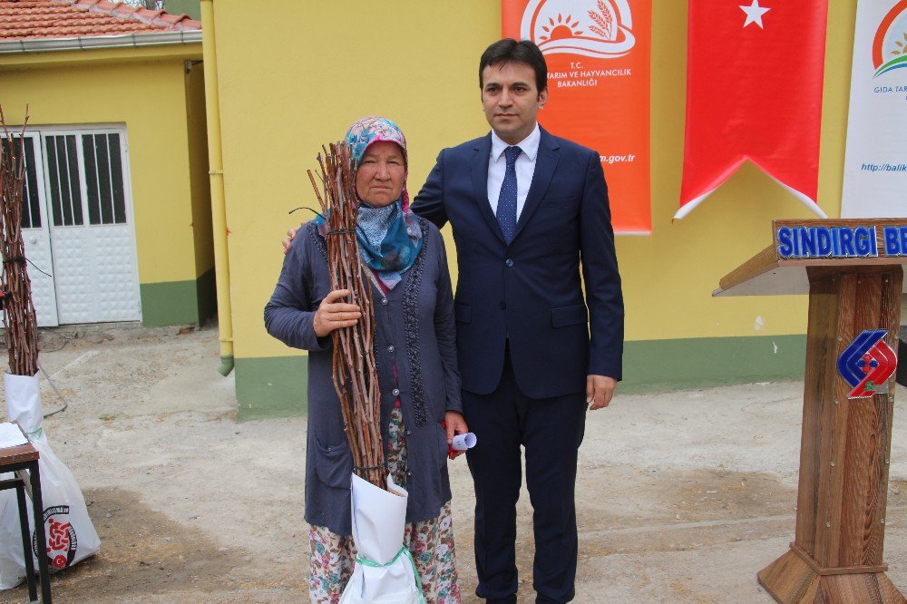 Sındırgı’da Hünnap Fidanı Dağıtıldı