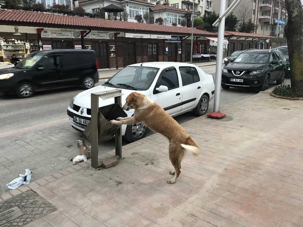 Aç Kalan Köpeğin, Sallanan Çöp Kovasıyla Mücadelesi