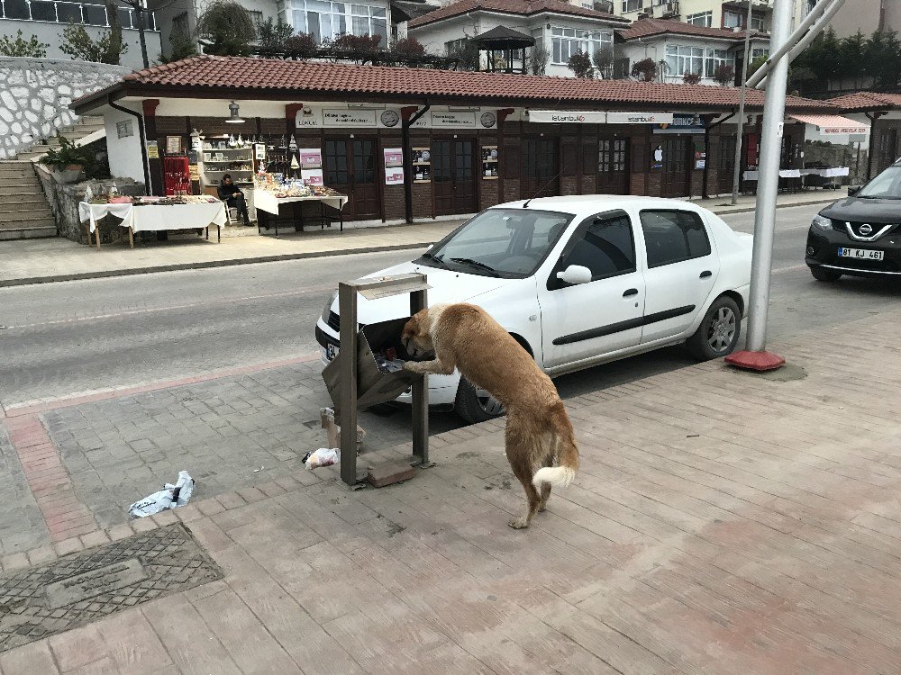 Aç Kalan Köpeğin, Sallanan Çöp Kovasıyla Mücadelesi