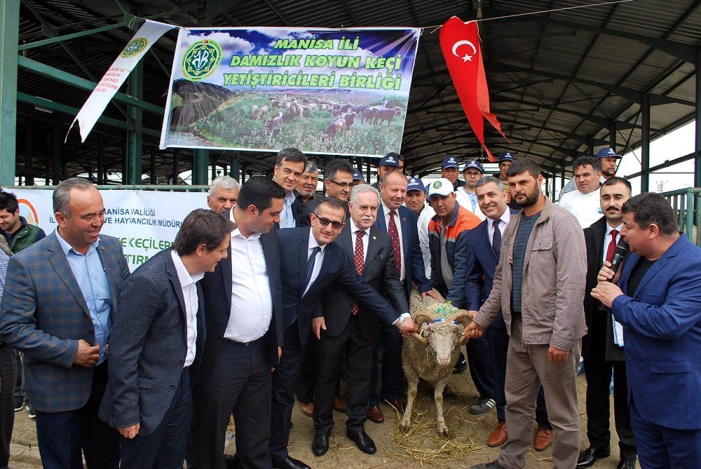 Manisa’da 81 Damızlık Koç Dağıtıldı