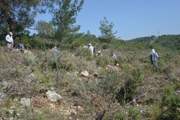 Mersin’de 2017 Yabani Zeytin Aşılama Çalışmaları Başladı