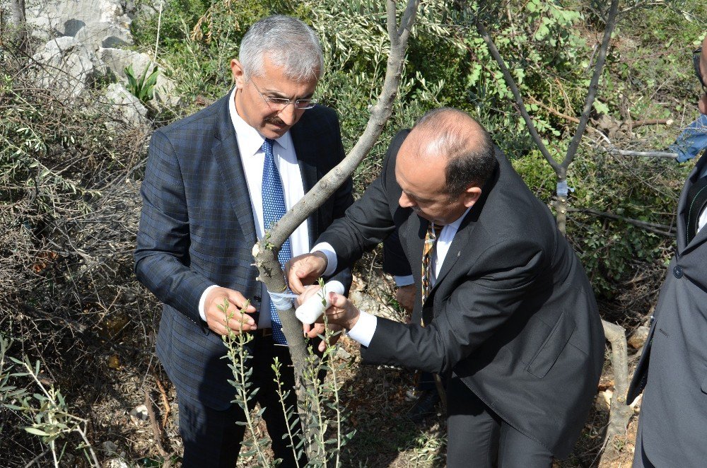 Mersin’de 2017 Yabani Zeytin Aşılama Çalışmaları Başladı