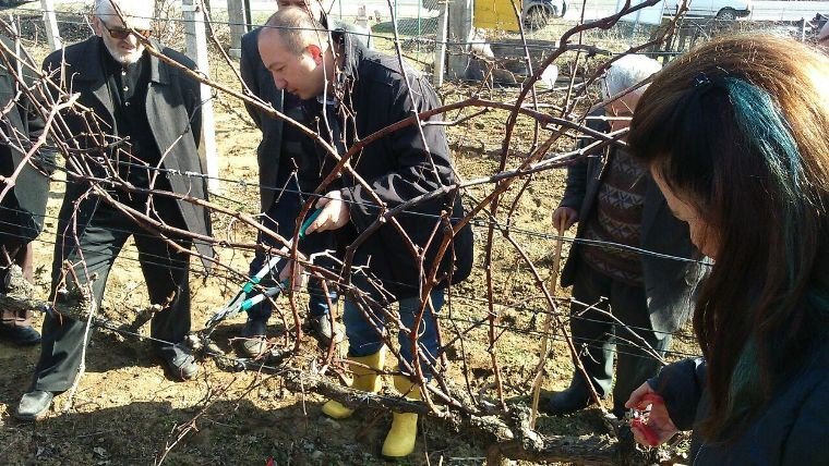 Bağlarda Kış Budaması Eğitimi Tamamlandı