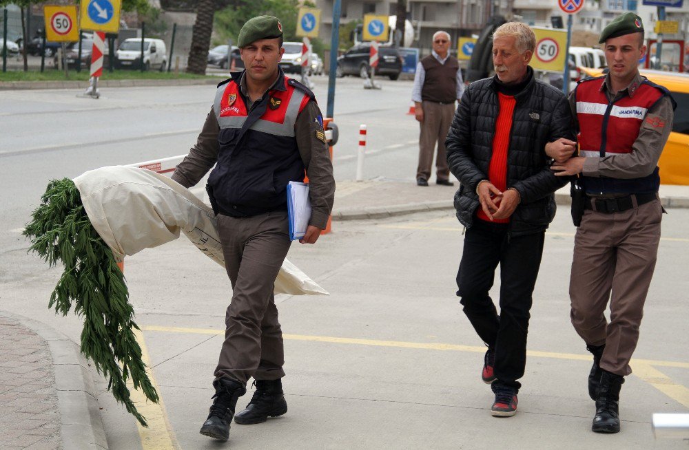 Antalya’da 521 Kök Hint Keneviri Ele Geçirildi