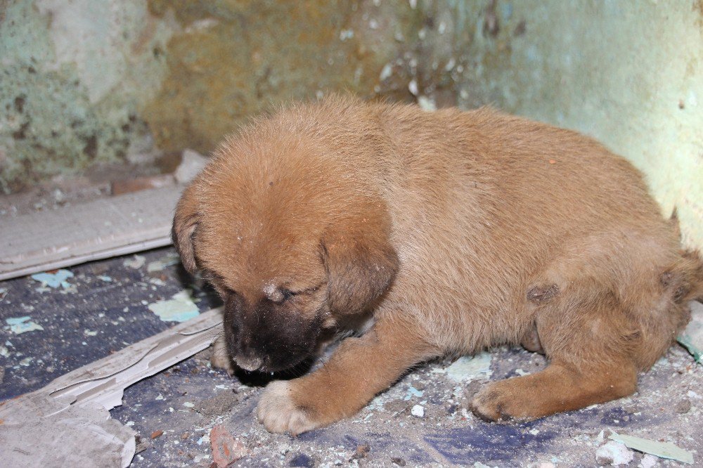 Apartman Boşluğuna Düşen Yavru Köpeği İtfaiye Ekipleri Kurtardı