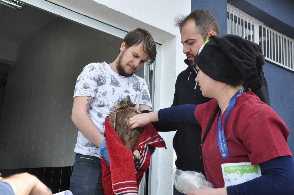 Tedavisi Tamamlanan Kaya Kartalı Doğaya Bırakıldı