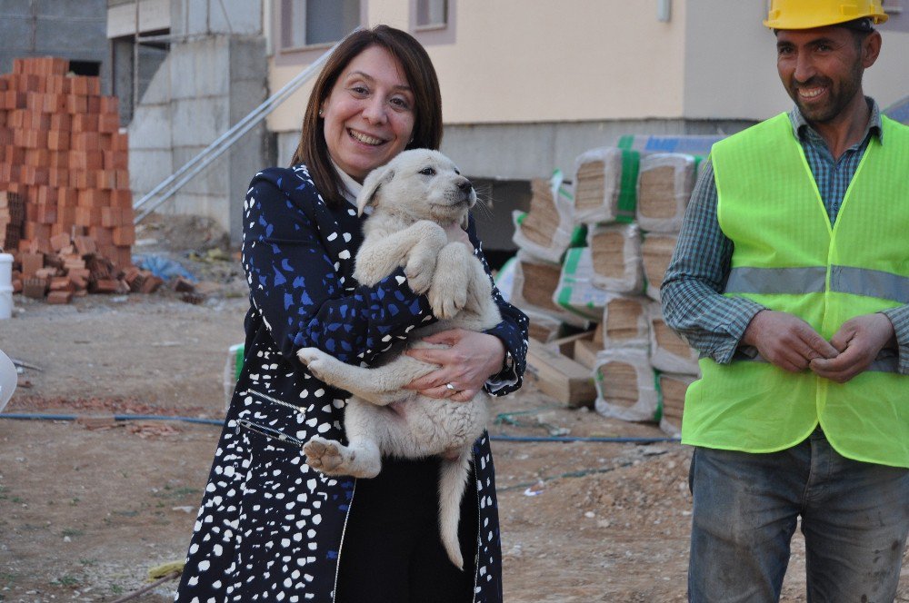 Kadın Milletvekili Günay’ın Köpek Sevgisi